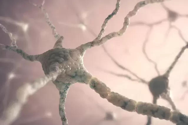 neuronstruktur